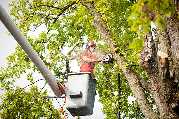 Tree Service Company in Jarales, NM